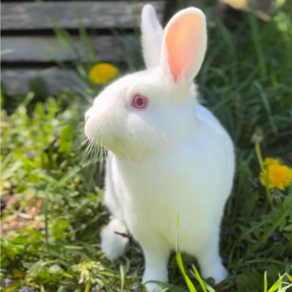 Meet your Posher, Chloe - Picture 2 of 5